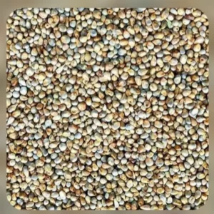 Bajra (बाजरा) 1kg