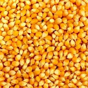 Popcorn Makka 250g