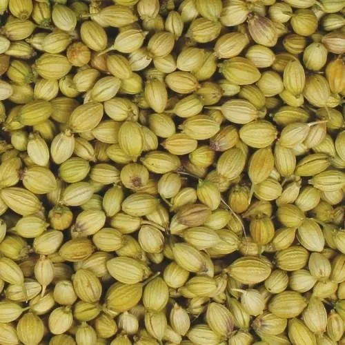 Sabut Dhaniya (साबुत धनिया) 100g