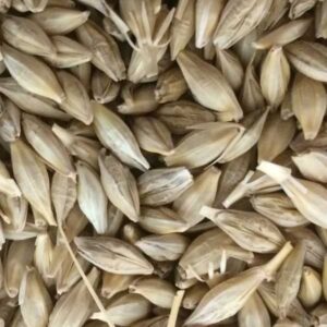 Jaun (Barley) जौ 1kg