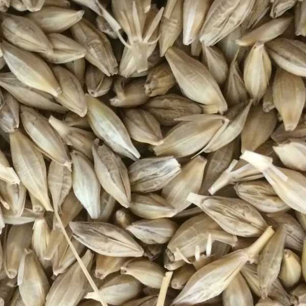 Jaun (Barley) जौ 100g